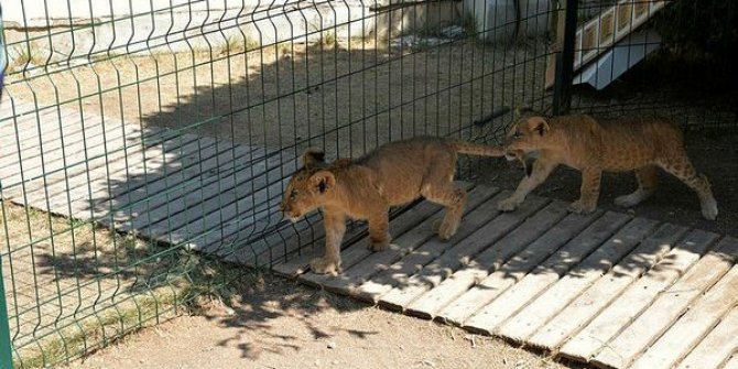 Aslan Kükredi, Maymun Kaçtı