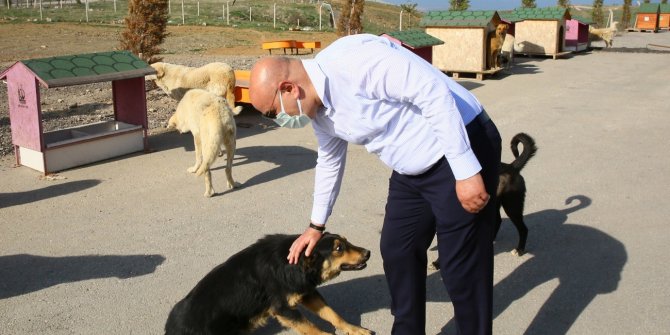 2 bin 765 sokak hayvanı tedavi edildi