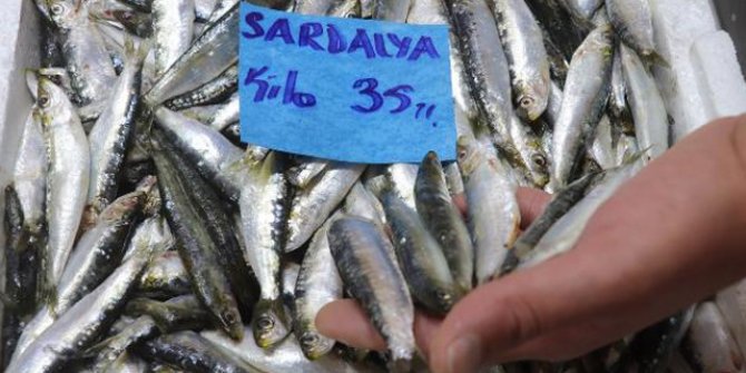 Çanakkale’de av sezonu açıldı, sardalyanın kilosu 35 liraya düştü