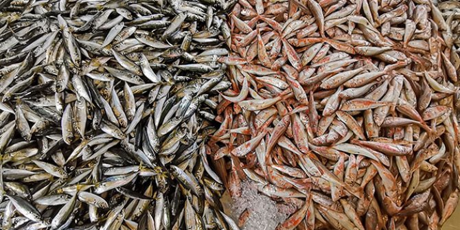 Karadeniz’de ‘istavrit’ bolluğu; fiyatı yarıya düştü