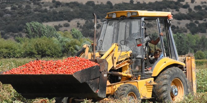 Türkiye'nin 'salçalık domates üretim merkezleri'nden Bursa'da verim yüz güldürüyor