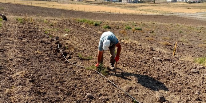 Üzüm bağı yaprak açtı 