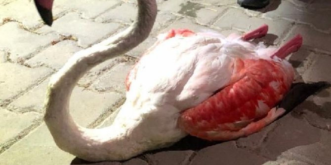 Çanakkale'de yorgun düşen flamingo tedaviye alındı