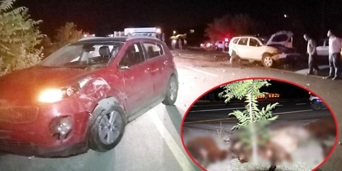 İki otomobil koyun sürüsüne daldı: 40 koyun öldü