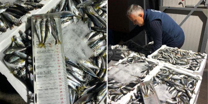 Boy yasağına aykırı avlanan 7 ton istavrite el konuldu