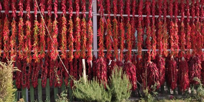 Tescilli Kale biberi, kalitesiyle yurt dışına açıldı