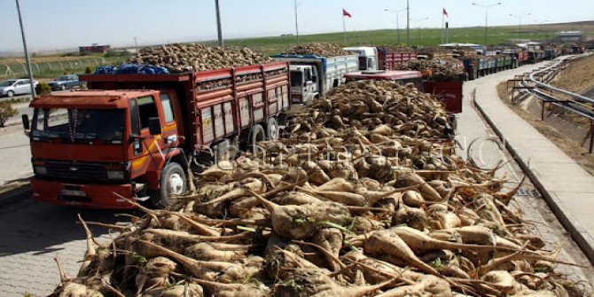 Şeker fabrikalarından satılık pancar kuyruğu ve pancar kırıntısı