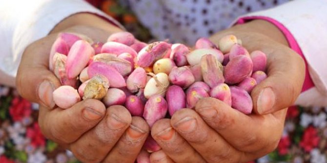 Tarlada 28, tezgahta 120 lira