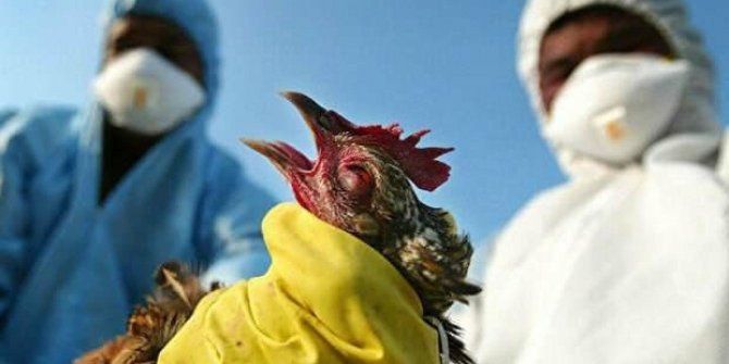 Kabus dönüyor mu! Kuş gribi tehlikesi! Alarm orta seviyeye çıkarıldı
