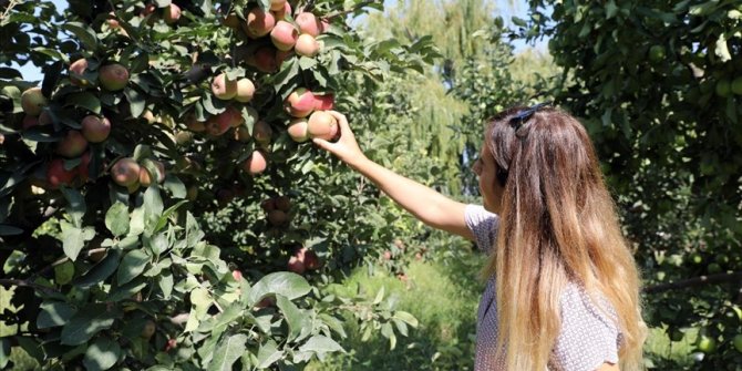 Iğdır elmasında rekolte beklentisi 40 bin ton