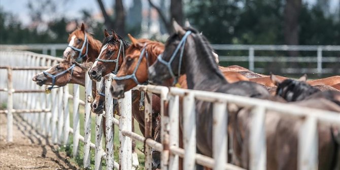 TİGEM 15 safkan elit Arap koşu tayı satacak