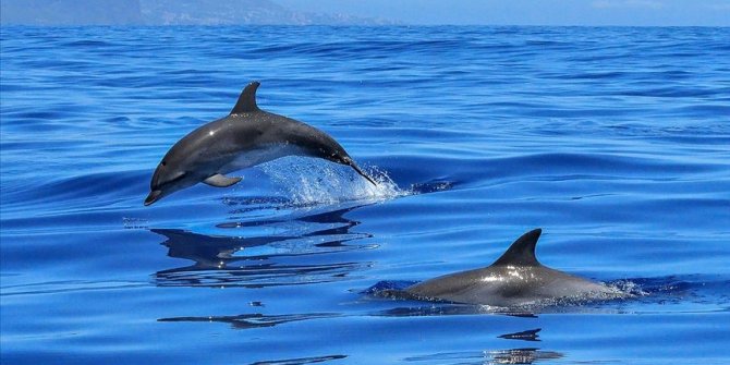 Faroe Adaları’ndaki 'festivalde' 1500'e yakın balina ve yunus katledildi