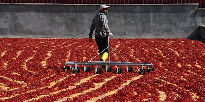 7 bin tarım işçisi, geçimini biberden kazanıyor