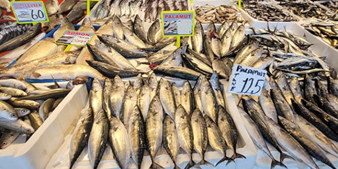 Karadeniz'de palamut da bollaştı