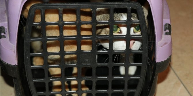 Bolu'da kapısı çilingir yardımıyla açılan daireden 50 kedi çıkarıldı