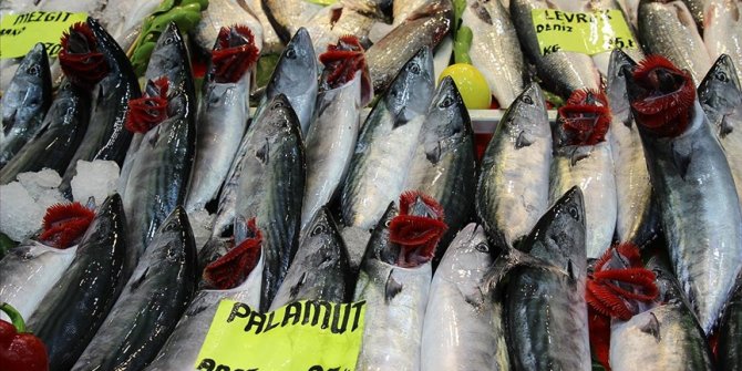 Çanakkale'de palamut bolluğu balıkçıların yüzünü güldürüyor