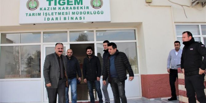 Kazım Karabekir Tigem’den satılık cins sığır