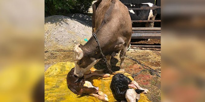 İki farklı cins buzağı doğuran inek şaşırttı