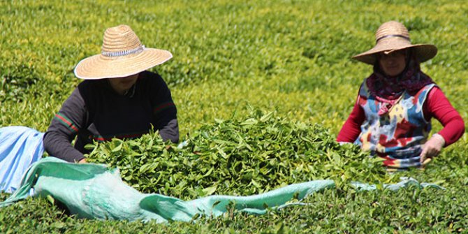 Çay ailece toplandı, 100 milyon dolar üreticiye kaldı