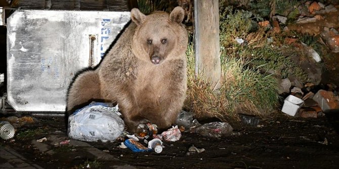 Kars'ta bozayı ve köpeklerin çöpten ekmek kavgası görüntülendi