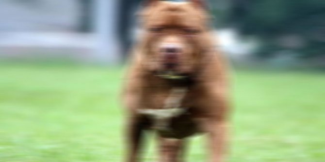 Sokak köpeğine saldıran pitbull sahiplerine 28 bin lira ceza 