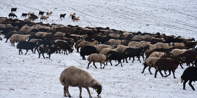 Kars'ta kar yağışı besicileri hazırlıksız yakaladı