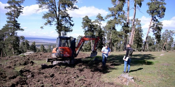Geleceğe nefes olması için sarıçam ormanları gençleştiriliyor