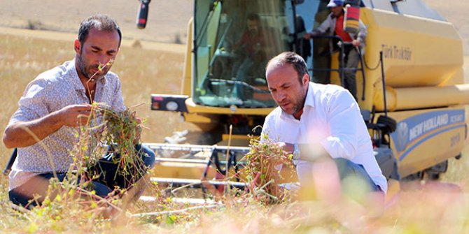 Erzurum'da ilk 'Karabuğday' hasadı sevindirdi