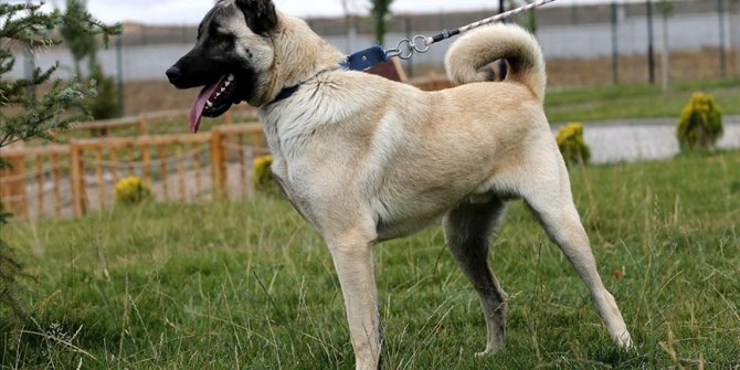 Sivas Kangal köpeklerinin genetiği çiple korunuyor