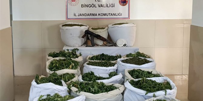 Bingöl'de 112 bin 400 kök skunk bitkisi ele geçirildi