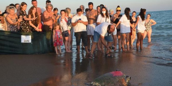 Antalya'da 4 caretta caretta denize bırakıldı