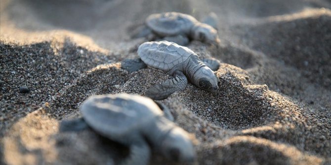 Belek Yuvalama Kumsalı'nda 3 bin 850 caretta caretta yuvası tespit edildi