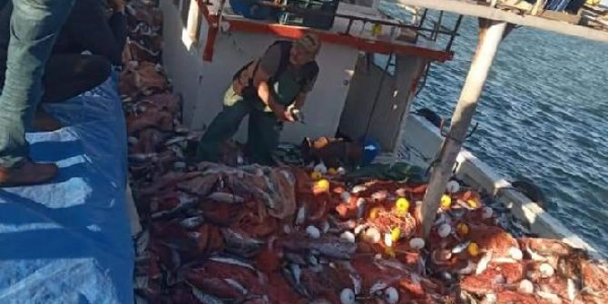 Çanakkaleli balıkçı, 15 bin tane lüfer yakaladı