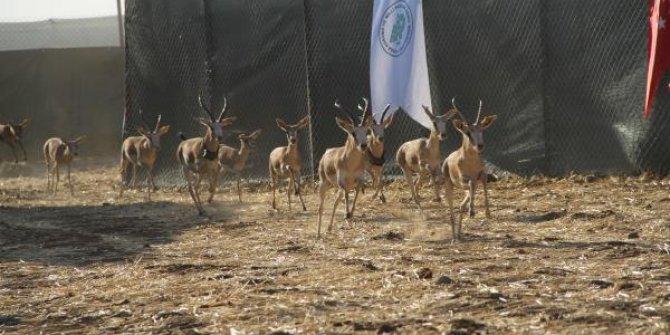 Cudi Dağı'na 'gazella gazella' türü 40 ceylan bırakıldı