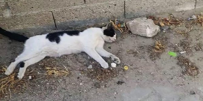 Gelibolu'da çok sayıda kedi zehirlenerek öldürüldü