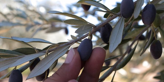 Hatay'da zeytin ve zeytinyağında yüksek rekolte beklentisi üreticiyi sevindirdi