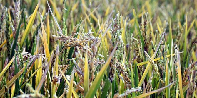 'Suya göre tarım' başladı hem tasarruf hem verimlilik arttı