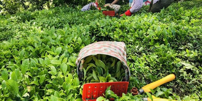 ÇAYKUR, tarihinin en yüksek yaş çay alımını gerçekleştirdi