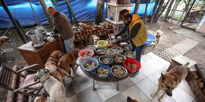 Hayvanlar İçin Şehirden Köye Taşındı