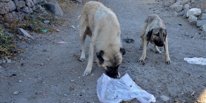 Konya’da 'köpeklerin diri diri gömüldüğü' iddiasıyla ilgili soruşturma başlatıldı