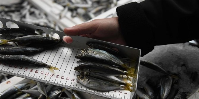 Kayseri'de yasal boy limiti altındaki bin 400 kilo istavrite el konuldu