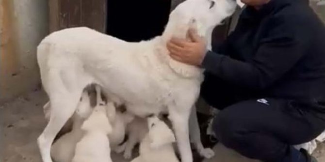 Bakan Koca'nın köpeğinin videosu 7,1 milyon izlendi