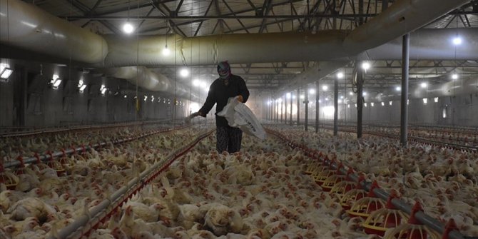 Eşi rahatsızlanan kadın tavuk çiftliğinin sorumluluğunu üstlendi