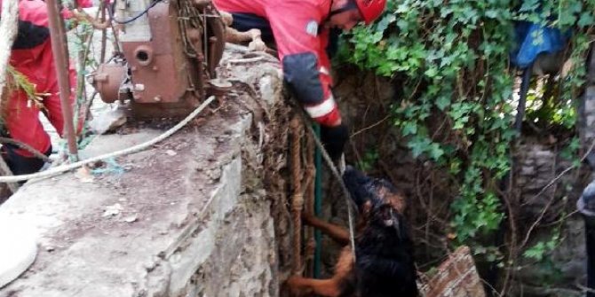 Su kuyusuna düşen köpeği itfaiye kurtardı