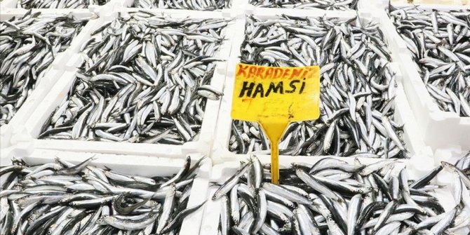 Karadeniz'de bu yıl hamsi güldürdü palamut üzdü