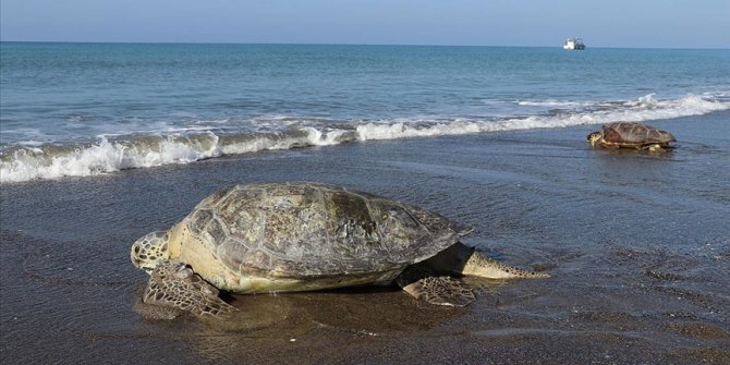 Hatay'da tedavileri tamamlanan deniz kaplumbağaları denize bırakıldı