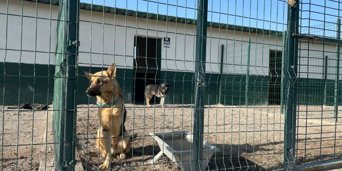 Sevimli Dostlar Yeteneklerini Sergiliyor