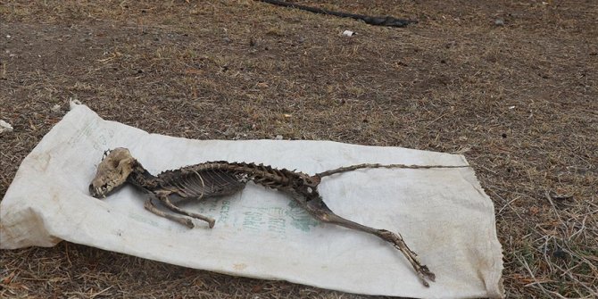 Iğdır Üniversitesi, kentteki kazıda bulunan hayvan iskeletinin türünü araştıracak