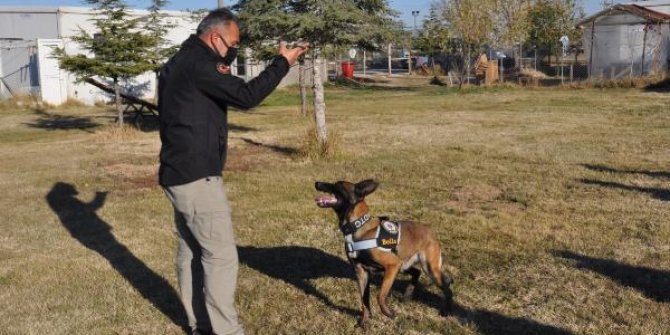 Narkotik köpeği Zela, görevini Bella'ya devretti