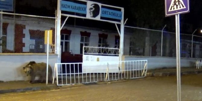 Kars'ta bozayı okul bahçesine girdi